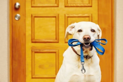 Hund, tilbehør til hunde, online -