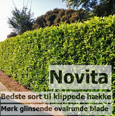 Novita, bedste sort til store klippede hække