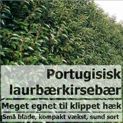 Portugisisk Kirsebærlaurbær til hæk