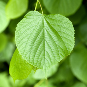 Lindehæk - Tilia cordata - Hækplanter - Plantetorvet.dk