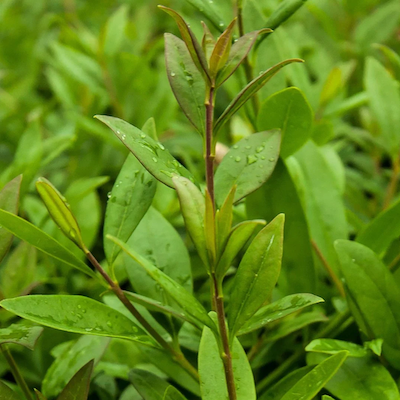 Hvordan passer man sine bunddækkeplanter?